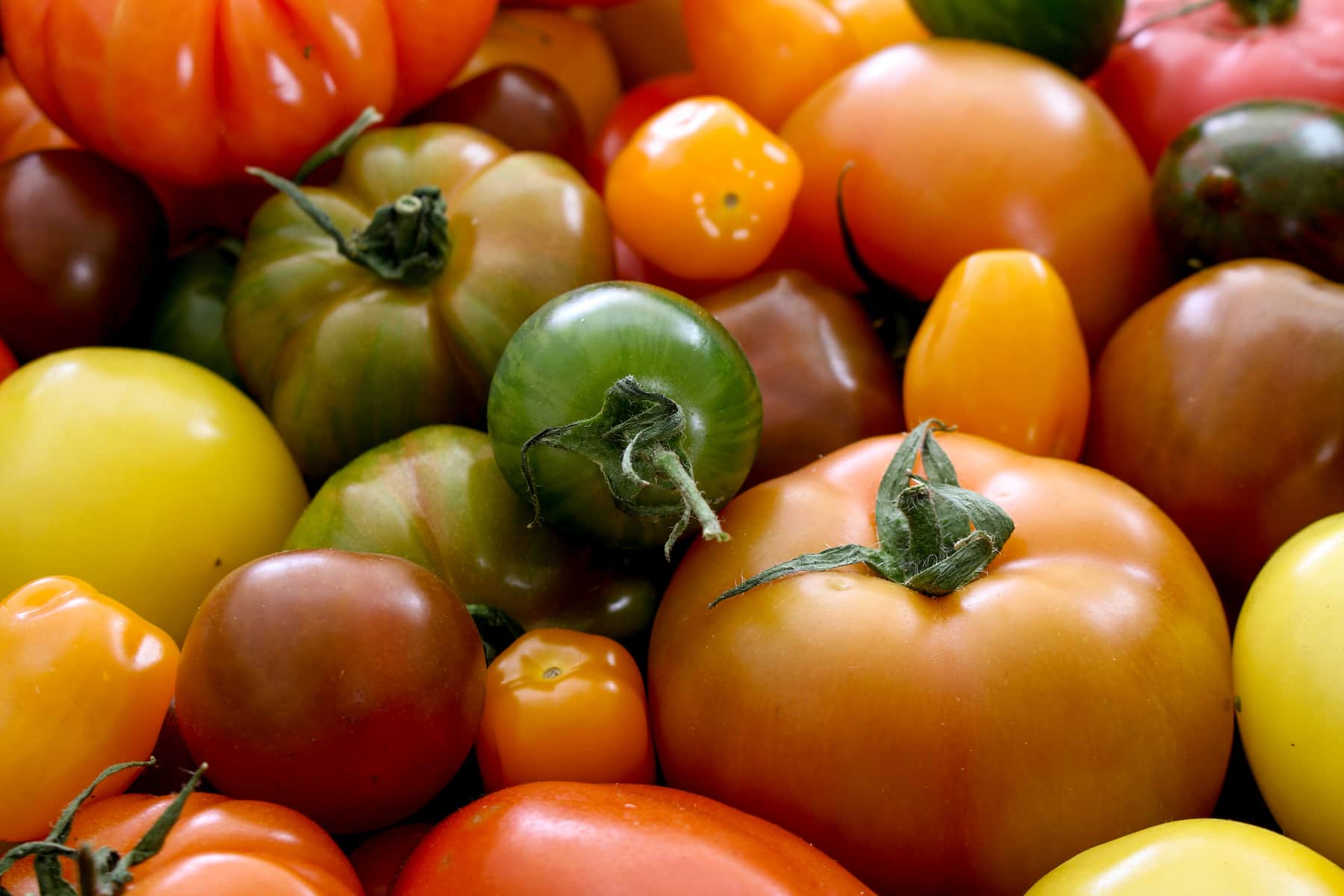 TOMATOES