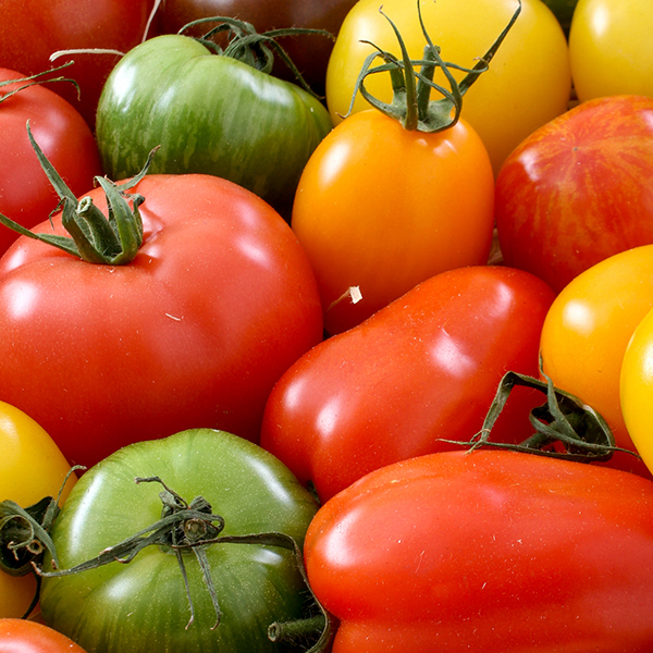 mixed heritage tomatoes