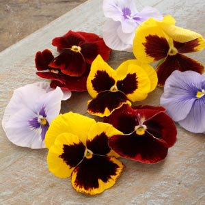Viola Flower