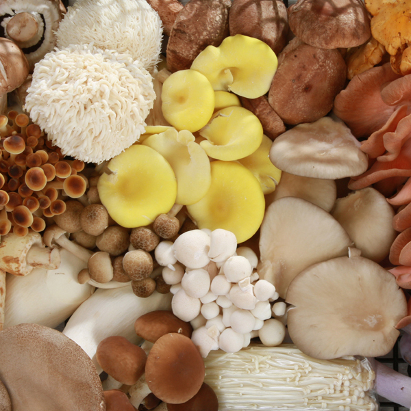 Mushroom Mix 10 Variety