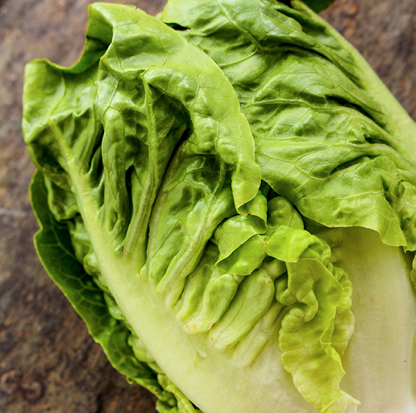 Fancy Leaf Lettuce Little Gem