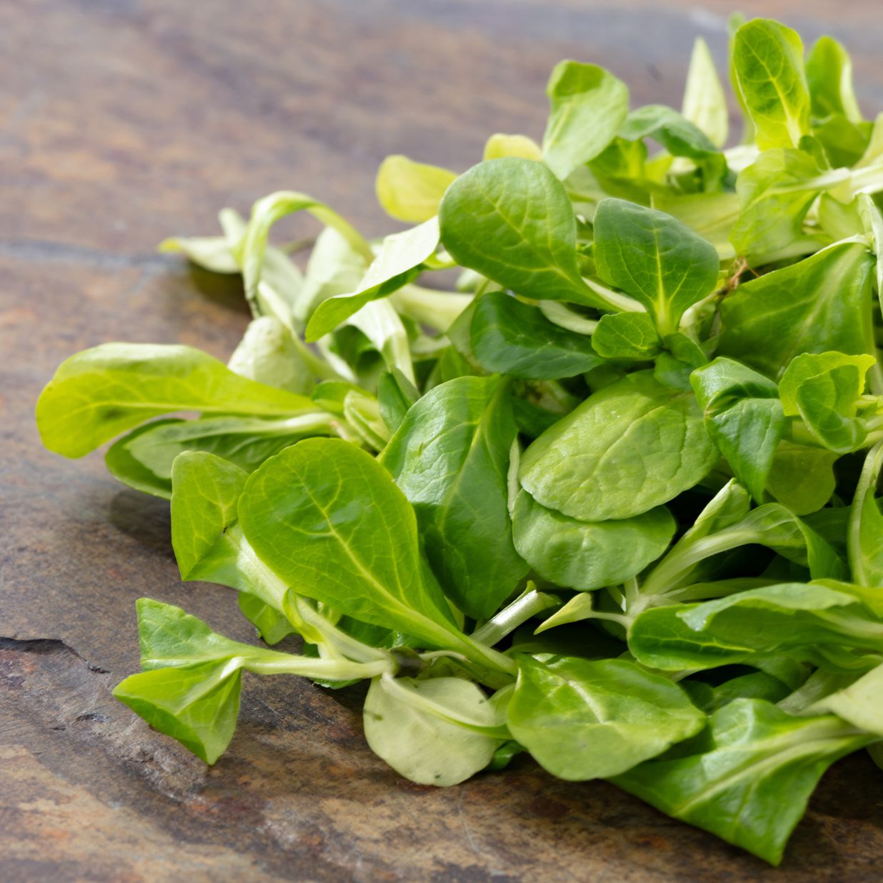 Fancy Leaf Lettuce Lambs