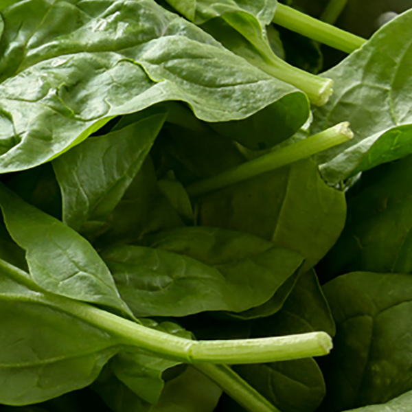 Mini Spinach Small