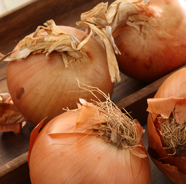 Onion Yellow