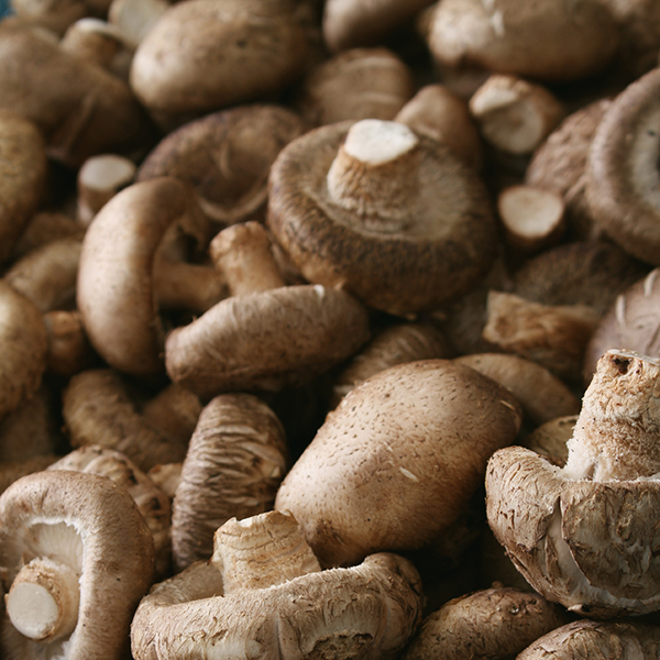 Mushroom Shitake