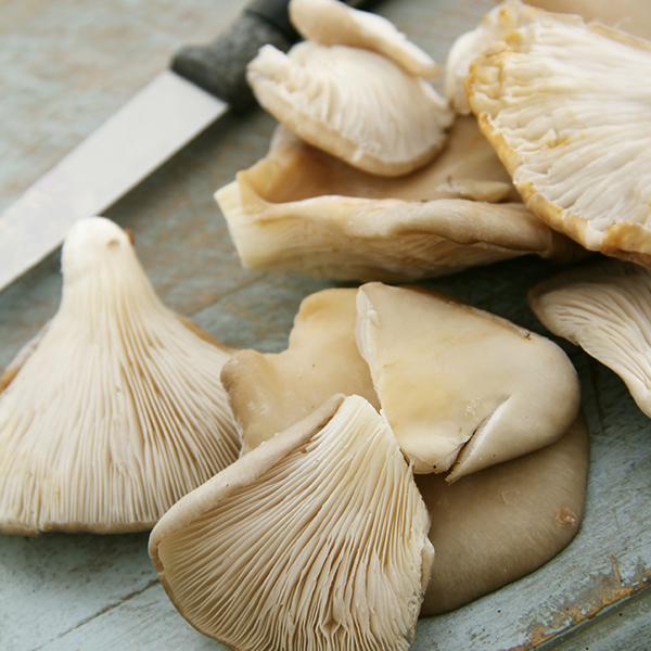 Mushroom Grey Oyster