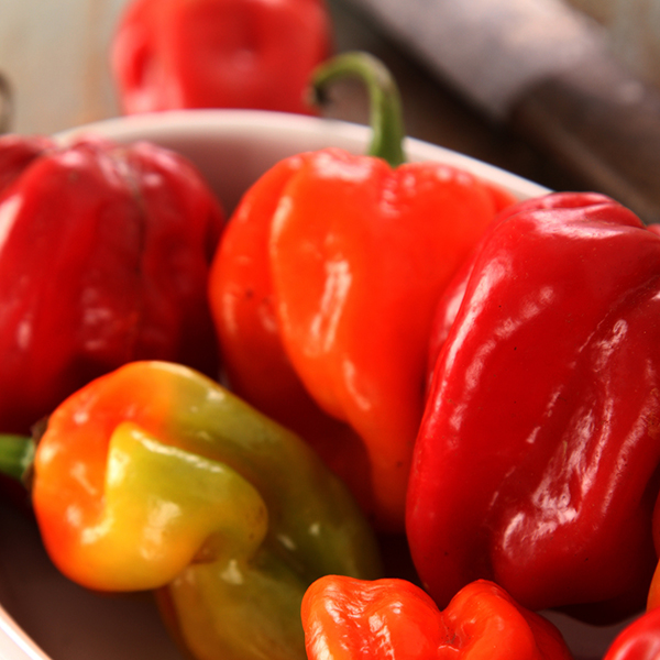 Chilli Scotch Bonnet