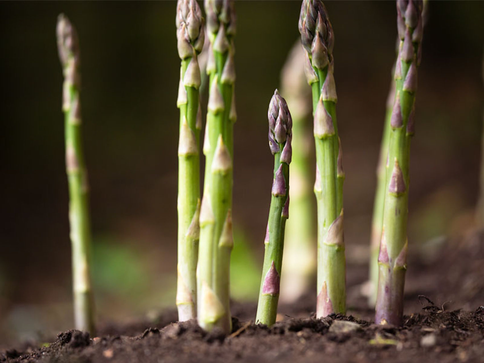 asparagus growing