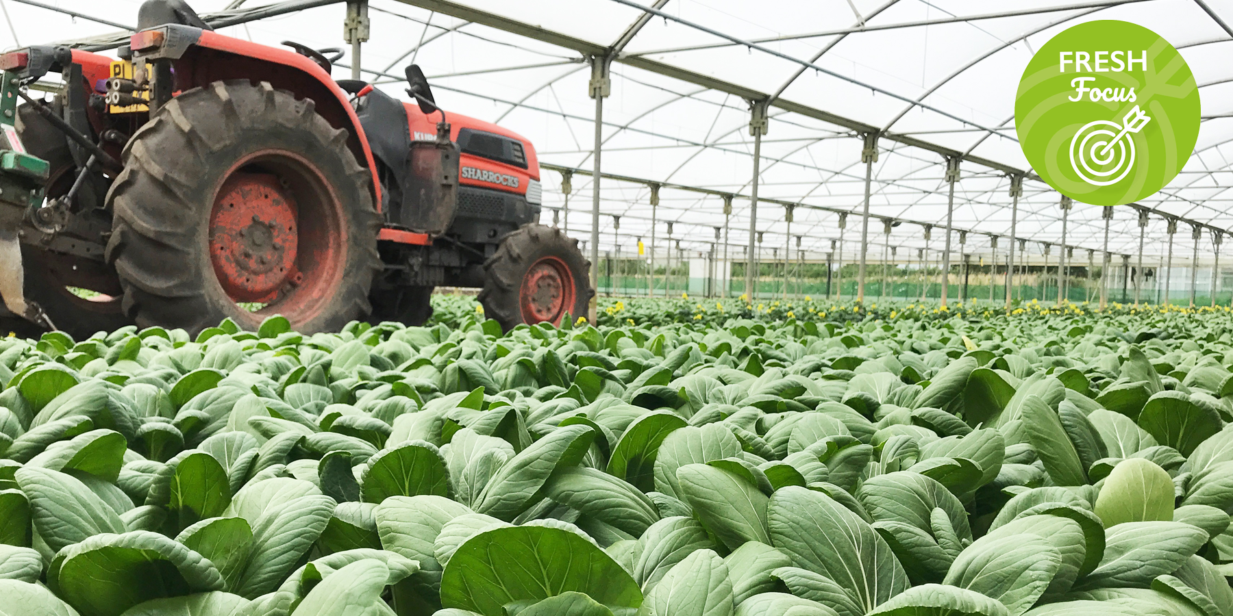 UK Lettuce field