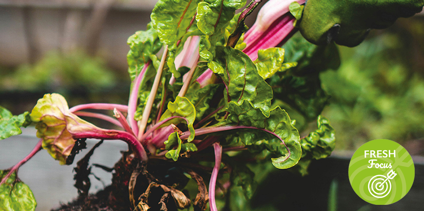 Rhubarb growing