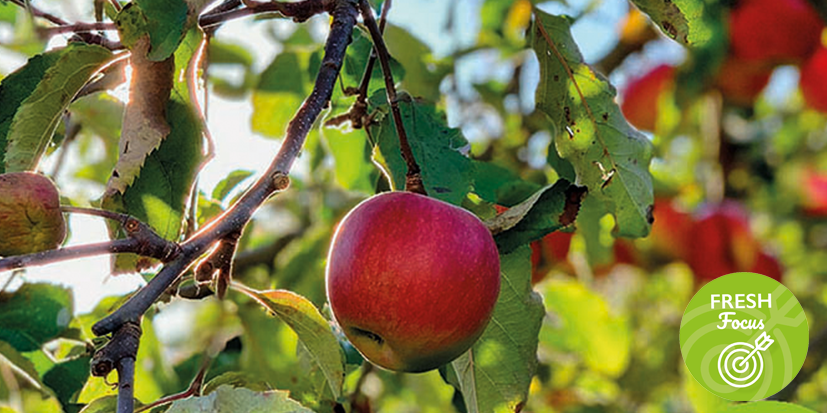 Apple growing on tree