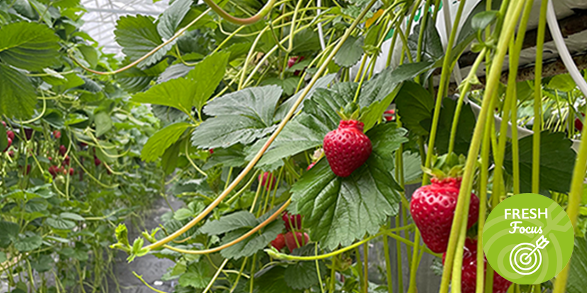 Strawberries growing