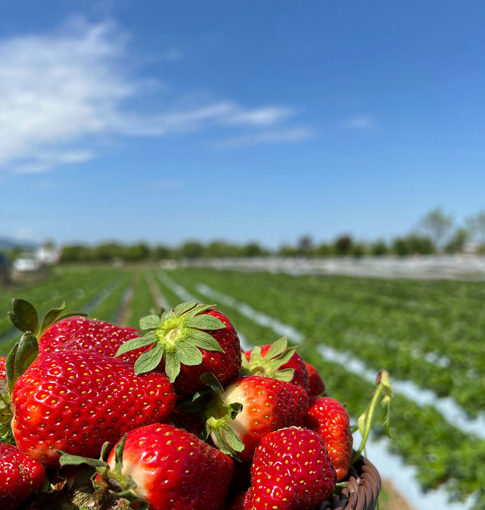 Strawberries served